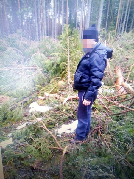 Бологое: незаконно рубили лес