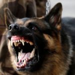 В Торжке собака зверски загрызла пенсионерку